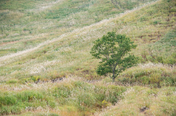 高原