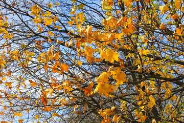 Autumn maple leaves on a branch