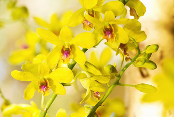 Close up of yellow tropical orchid