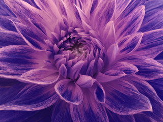 dahlia  flower,  purple, violet.  Closeup. Macro. Nature. beautiful dahlia.