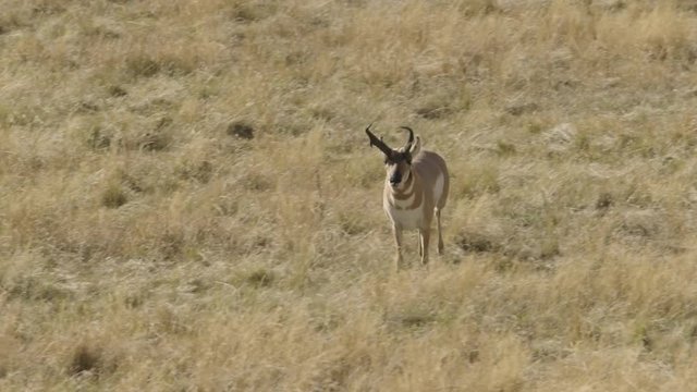 Tracking shot of wild pronghorn running in field