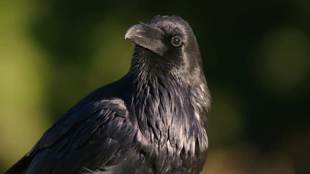Close up of raven perching