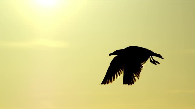Tracking shot of silhouetted bird flying in mid air during sunset