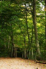Fototapeta na wymiar Woodland scene at the start of autumn