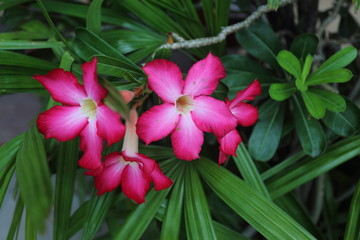 Desert Rose in Thailand