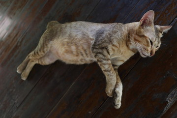Cat sleeping on a wooden floor