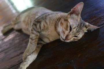 Cat sleeping on a wooden floor