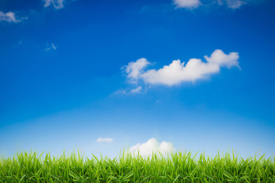 abstract green grass on blue sky background