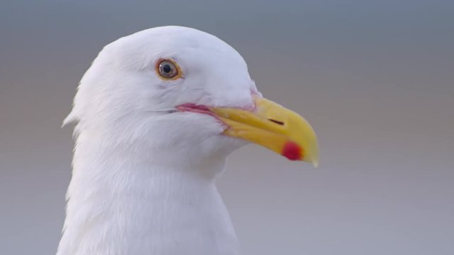Close up shot of seagull