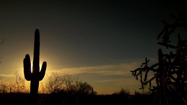 Wide pan of cactus plant during sunset