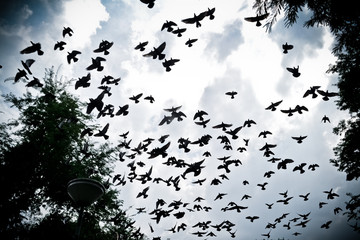 bird flying in the sky