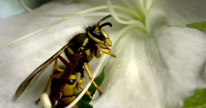 Close up of yellowjacket pollinating on flower