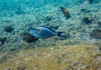 Lined surgeonfish in Red sea