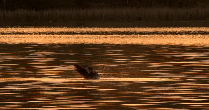 Slow motion of osprey catching fish during sunset