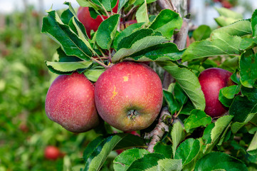 Closeup of tasty red apples  ready for harvesting