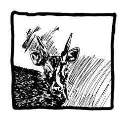 Hand drawn sketch of a deer in frame, isolated on white background.