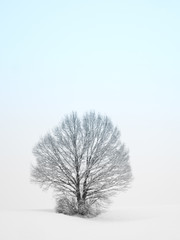 Fototapeta na wymiar lonely tree (137)