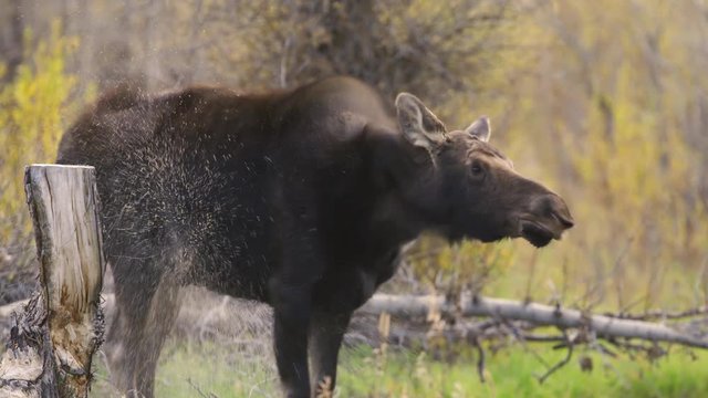 Cow moose drying off water at Grand Teton National Park
