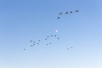 flock of ducks in flight