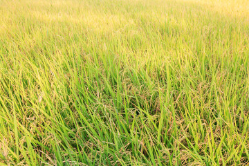 Rice fields background.