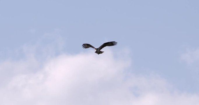 Slow motion of osprey flying in the sky