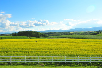 Fototapeta na wymiar Green Fields at Countryside of Japan