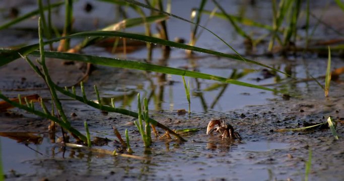 Close up of fiddler crab feeding in wet sand