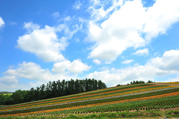 Colorful Flower Fields at Countryside of Japan