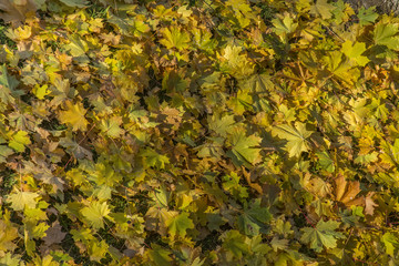 желтые кленовые листья осенью 