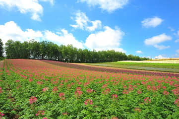 Fototapeta na wymiar Colorful Flower Fields at Countryside of Japan
