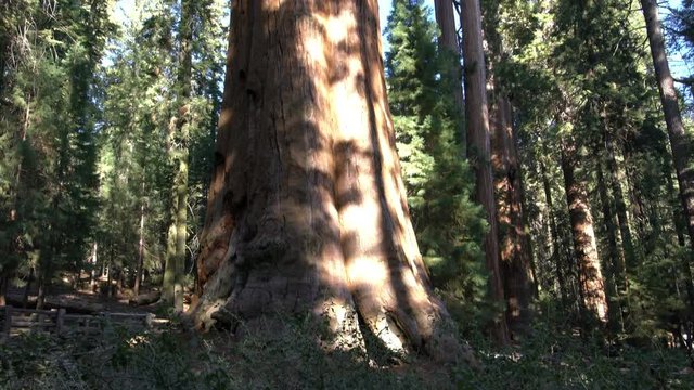 Sequoia Forest 18 Sherman Tree Pan Giant Forest