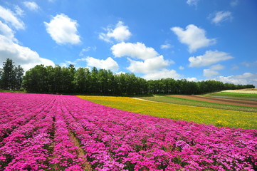 Fototapeta na wymiar Colorful Flower Fields at Countryside of Japan