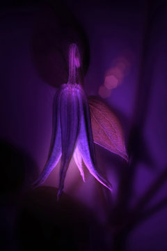 Fototapeta one purple flower close-up on a dark background