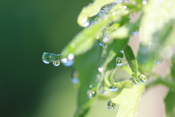 капли росы на листьях рано утром