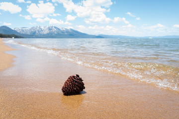 Pine cone laying on the lake Tahoe beach