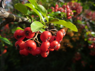 Obraz premium detail of a colorful autumn berry on a bush