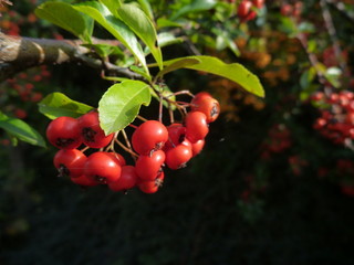 detail of a colorful autumn berry on a bush