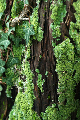 Detail of bark covered with moss and ivy