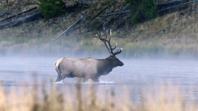 Bull elk crossing river at Yellowstone National Park