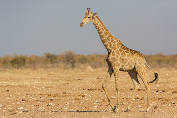 Walking Giraffe (Giraffa), Etosha National Park, Namibia