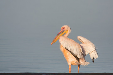 Great white pelican (Pelecanus onocrotalus), Walvis bay, Namibia