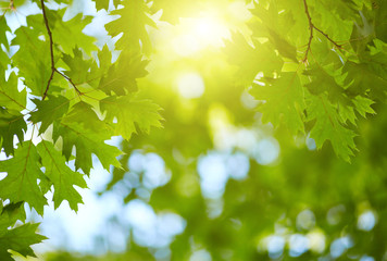 Fototapeta na wymiar Fresh green leaves background. Sun shining through the tree