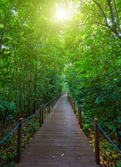 Obraz premium Boardwalk in the green park of Singapore