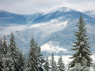 Snowy trees in the mountains