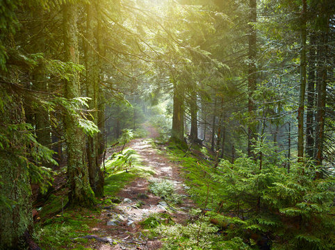 Fototapeta Path in beautiful green forest