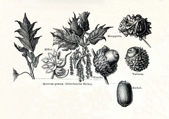 Valonia oak (Quercus macrolepis) (from Meyers Lexikon, 1895, 7/378/379)
