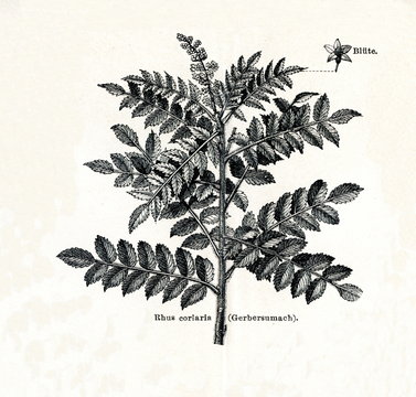 Sicilian sumac (Rhus coriaria) (from Meyers Lexikon, 1895, 7/378/379)