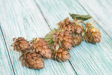 Brown hop cones on the light wooden background