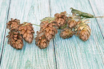 Brown hop cones on the light wooden background