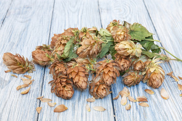 Brown hop cones on the light wooden background